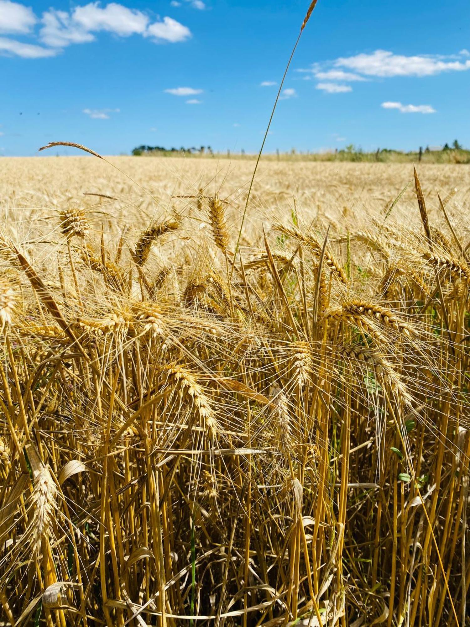 L'Ecrin De Verdure Ligre Luaran gambar